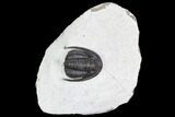 Cornuproetus Trilobite Fossil - Awesome Eyes #108425-2